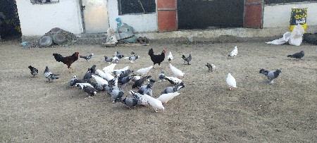 थंबनेल 3