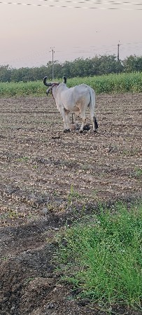 આના જેવો લેવા નો સે કોપી હોય તો