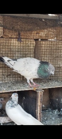 થંબનેલ 3