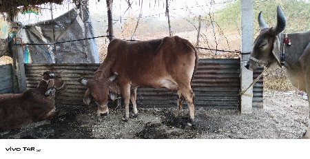 थंबनेल 2