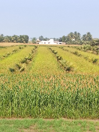 જુવાર નો ચારો વેચવાનો છે.