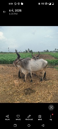 થંબનેલ 3