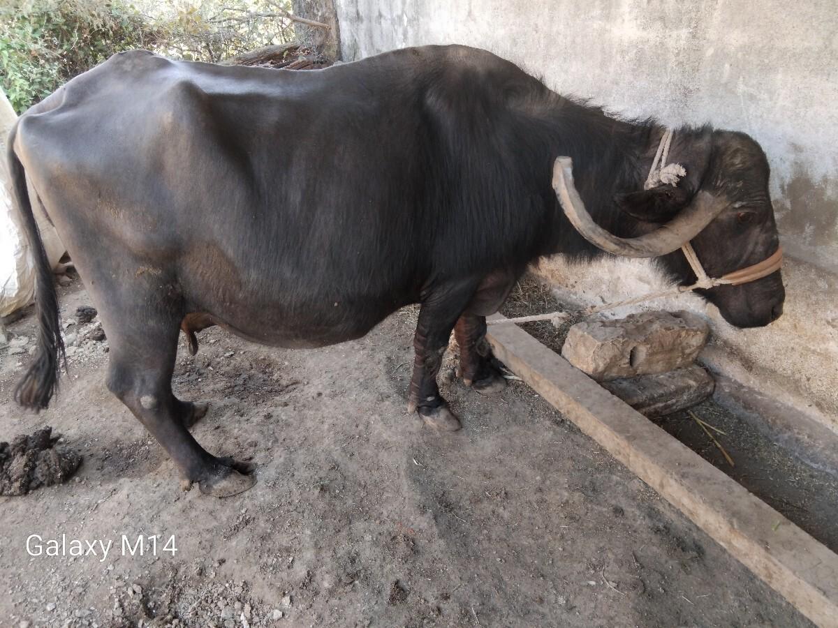 थंबनेल 2