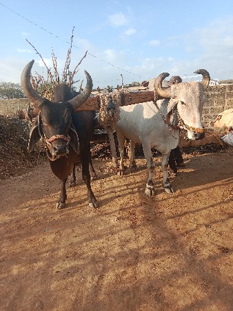 બળદ વેચવા ના છે