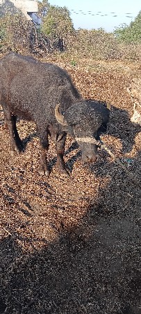 પાડા વેચવા ના છે 2 છે