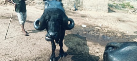 પાડો વેચવાનો છે