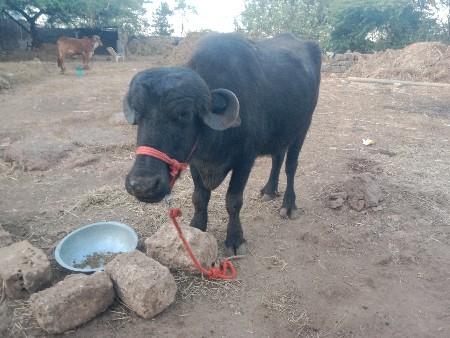 थंबनेल 2