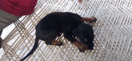 black dobarman male fimel