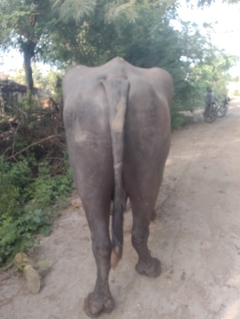 થંબનેલ 3