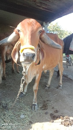 ગાય વેશવાની સે