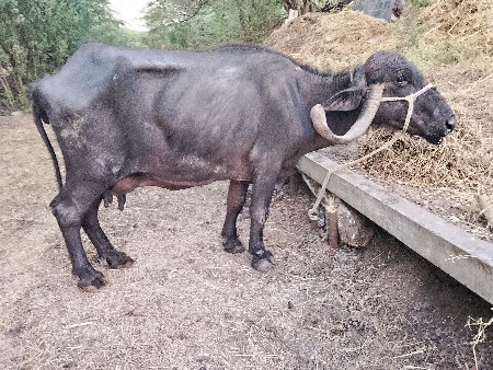 ચોથુ.વેતર.