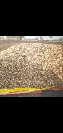 મગફળી વેચવાની છે