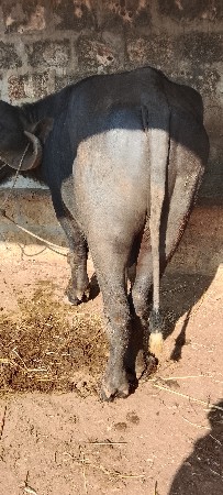 थंबनेल 3