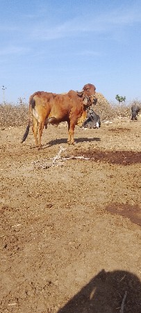 ગાય વેચવાની છે બીજું વેધર