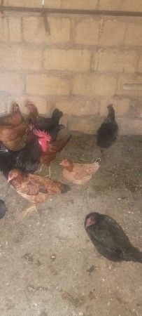 વેચવાના છે