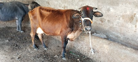 જર્સી ગાય વેચવાની છે.