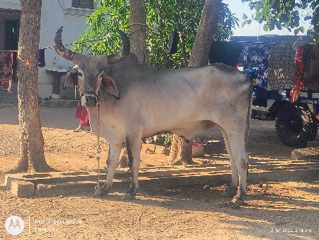 બળદ વેચવા નો છે