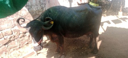 4 vetar વિયાણી