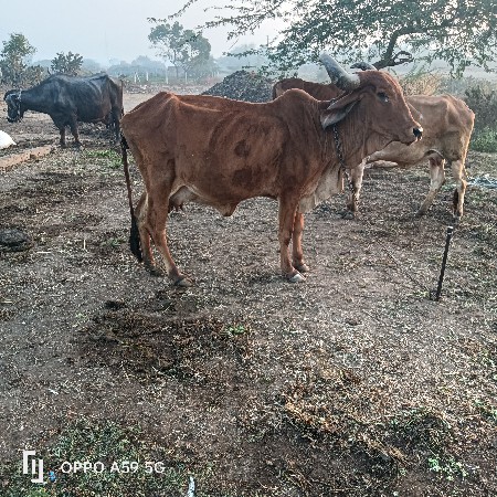 थंबनेल 3