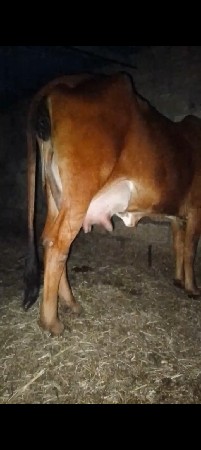 ગીર ગાય વેચવાની છે