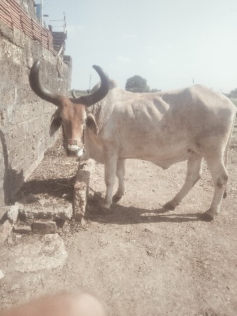 બળદ વેચવાના છે