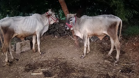 ગોઠલાવેસવાનાસે