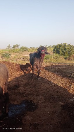 પાડો વેચવાનું છે