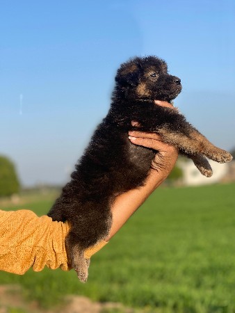 jerman Shepherds female