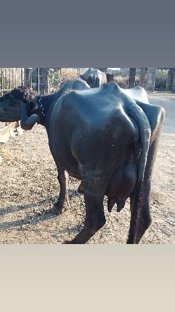 ભેસ વેચવાની છે