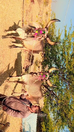 थंबनेल 3