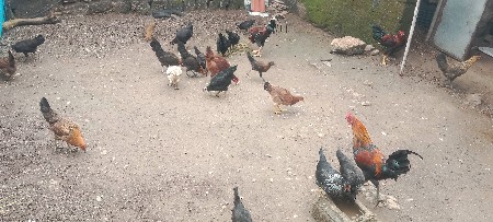 સાટા માગમે ઈ હાલે