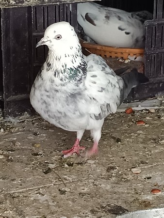 2 માદી વેચવાની છે