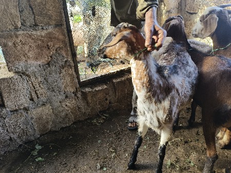 थंबनेल 3