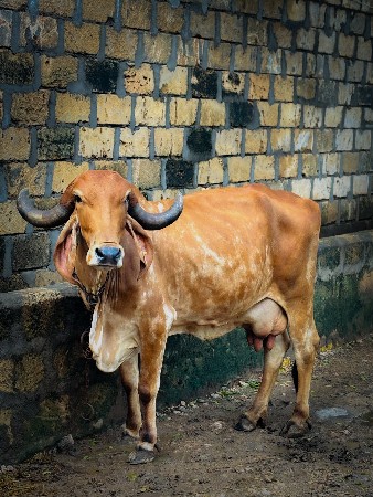 ગીર ગાય