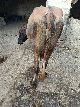 थंबनेल 2