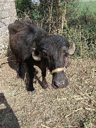 ખડેલી વેચવાની છે