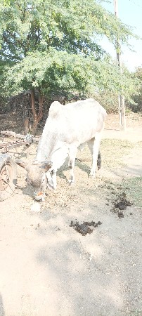 બેવાવણી