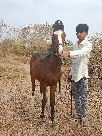 थंबनेल 3