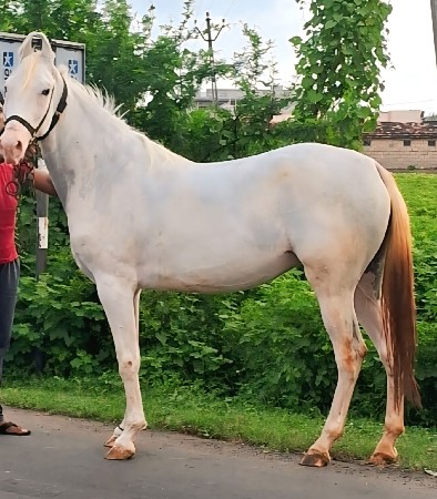 વછેરી વેચવાની છે