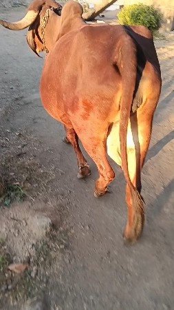 ગીર ગાય વેચવાની છે