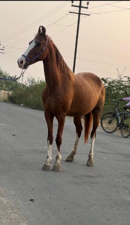 ઘોડી વેચવા ની છે
