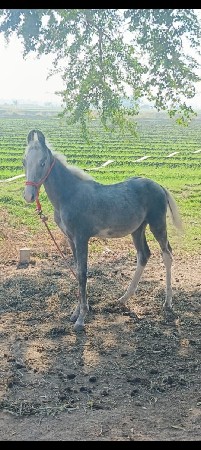 વછેરો વેચવાનો છે