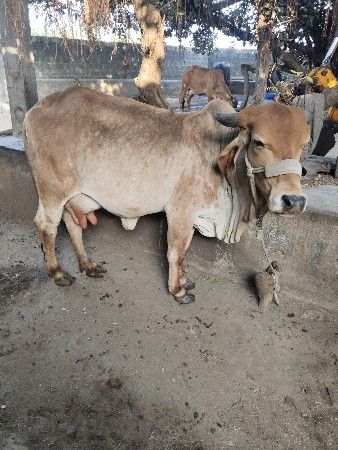 ગાયવેસવાનીછે