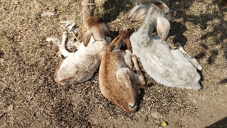 ગાય વીયાણલ બઘી