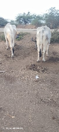 थंबनेल 4