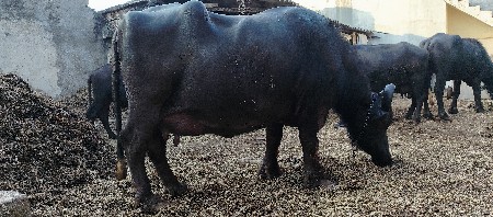 ભેંશ વેચવાની છે