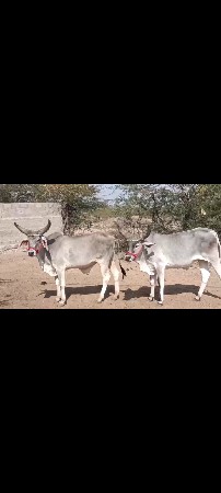 ગોંડલા વેચવાના છે