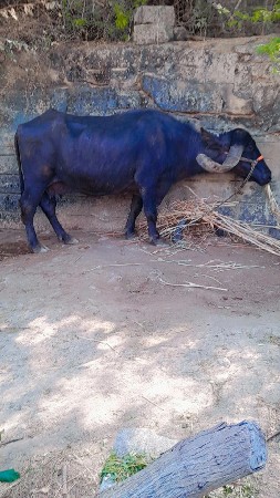 ભેસ વેસવા નિ સે