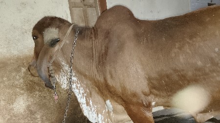 थंबनेल 4