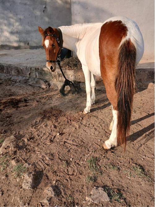 थंबनेल 2